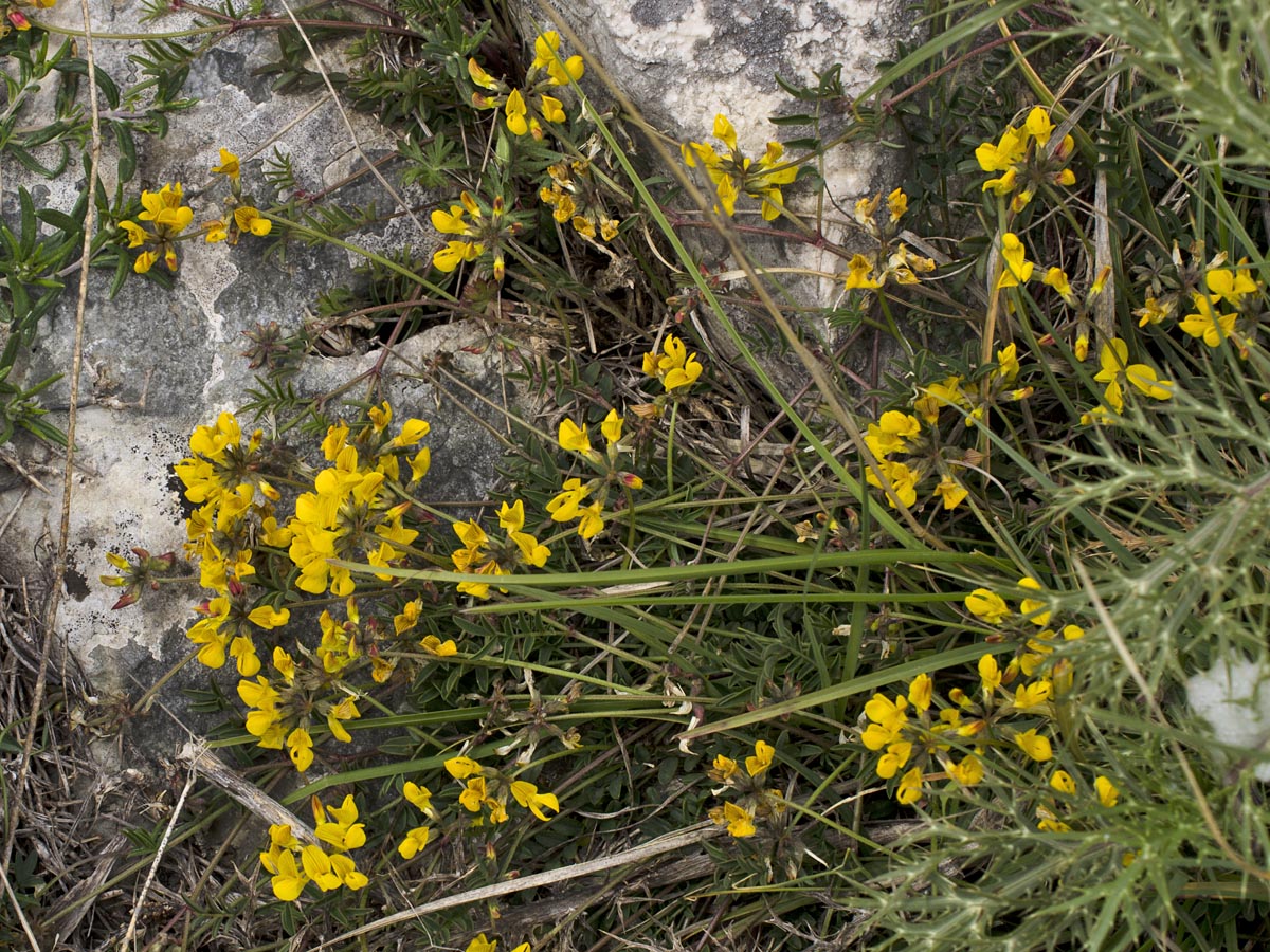 Hippocrepis comosa