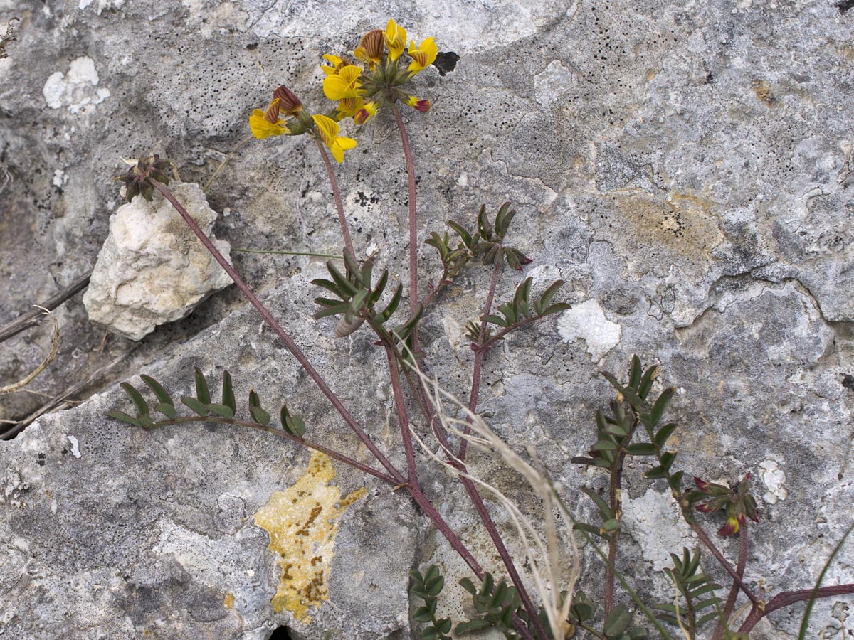 Hippocrepis comosa