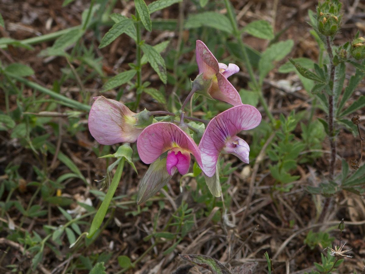 Lathyrus latifolius