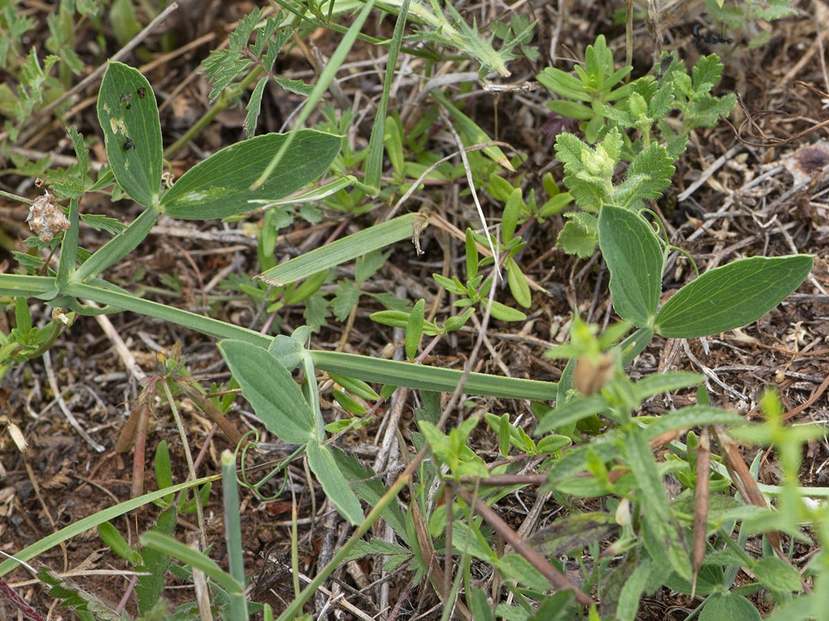Lathyrus latifolius