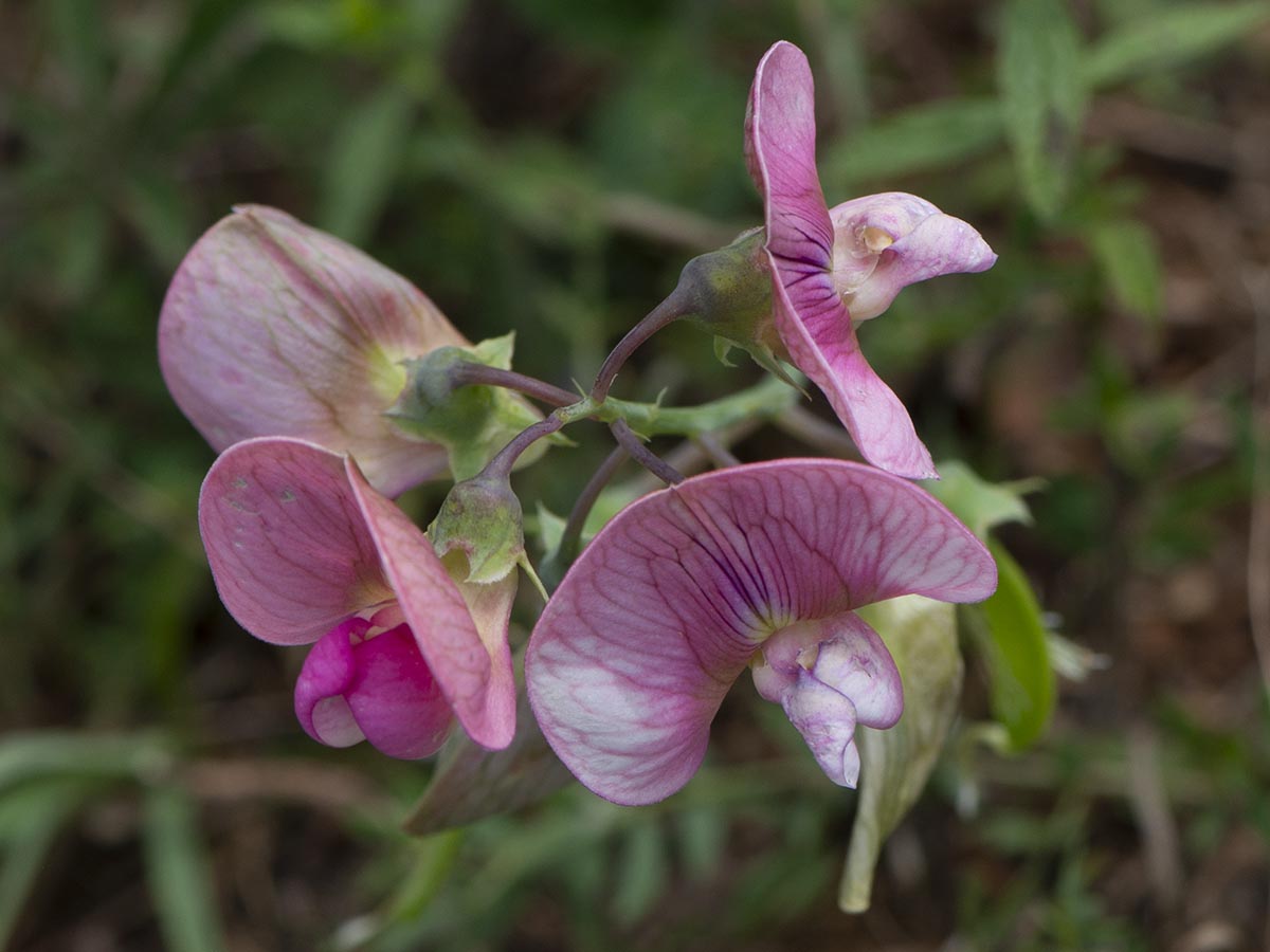 Lathyrus latifolius