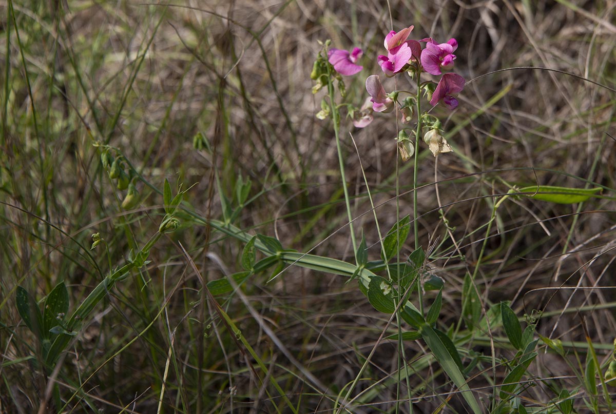Lathyrus latifolius