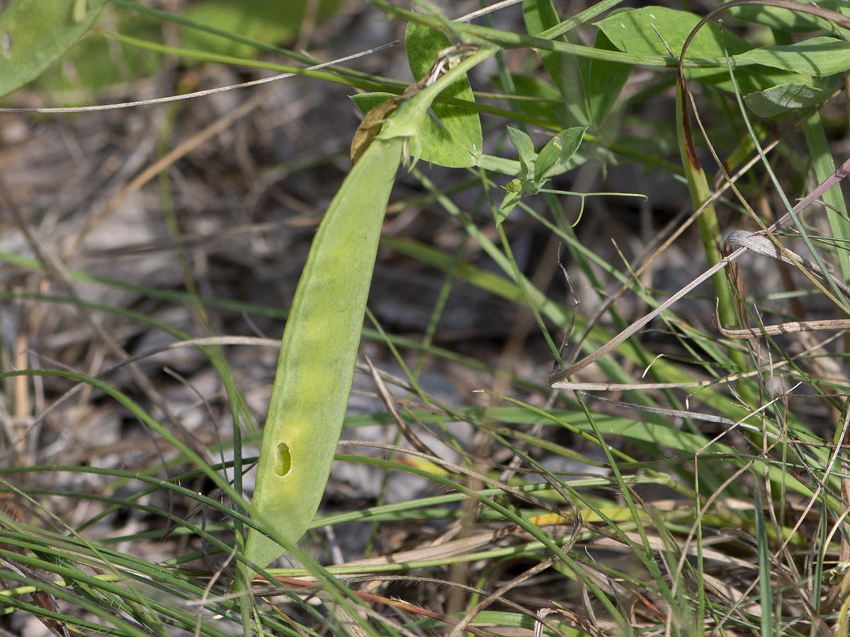 Lathyrus latifolius