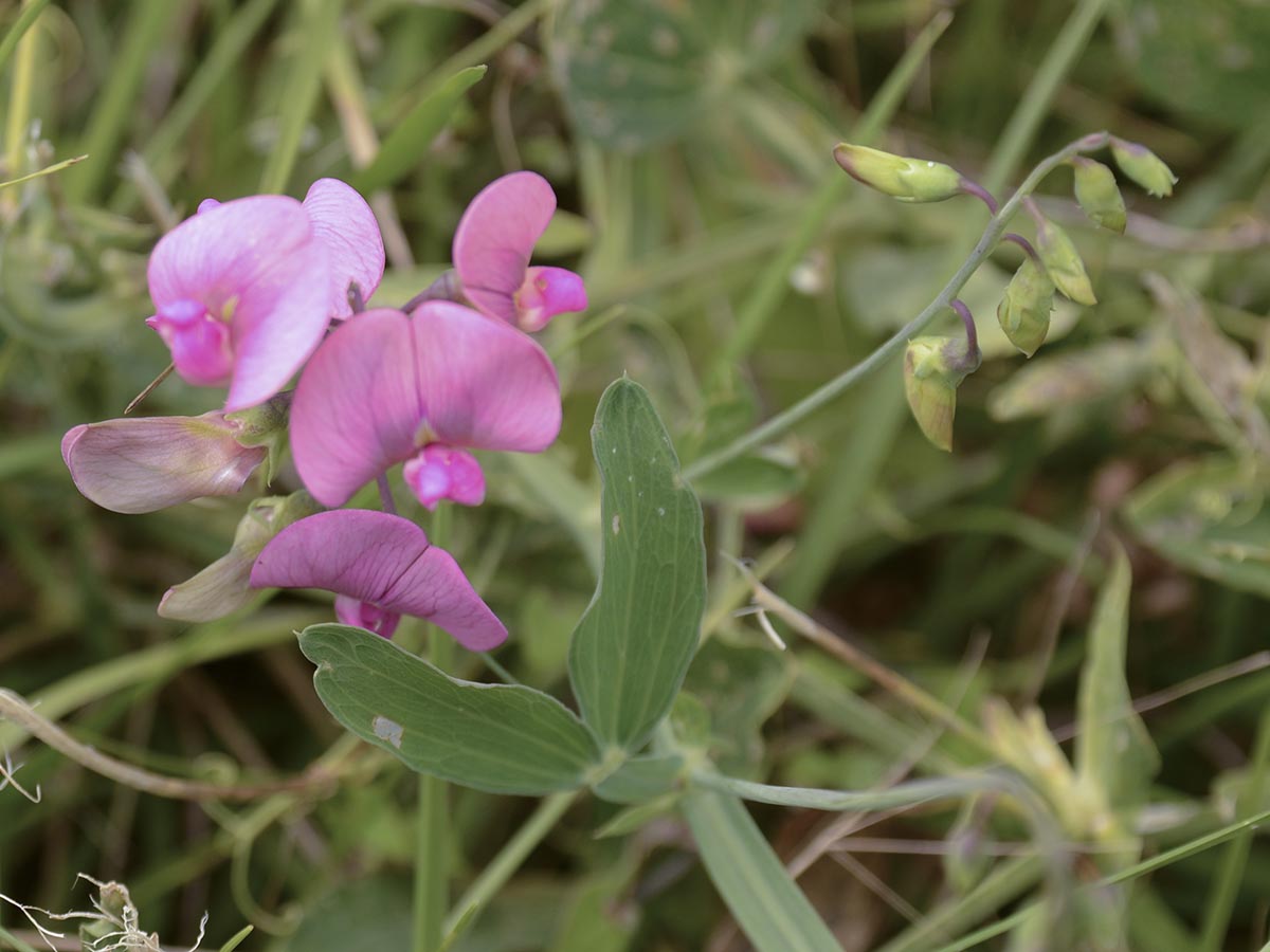 Lathyrus latifolius