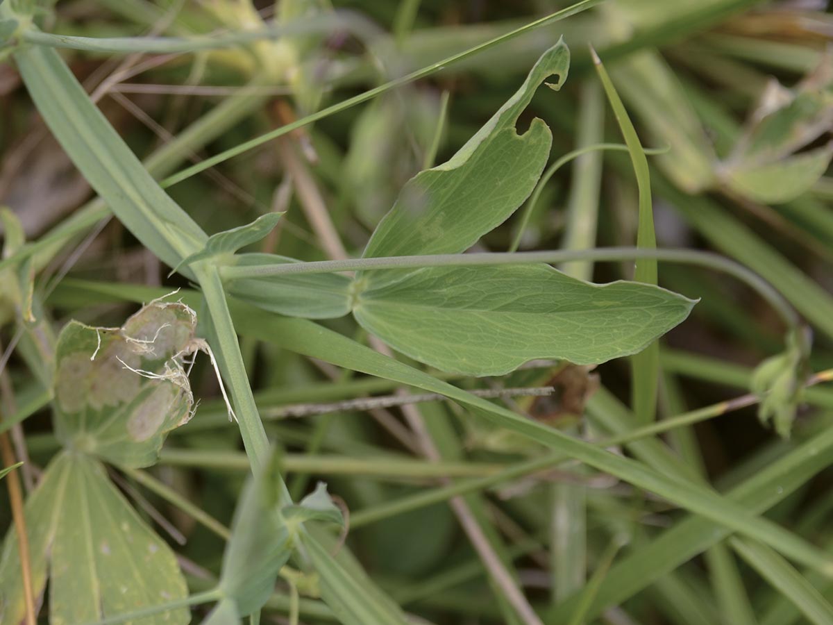 Lathyrus latifolius