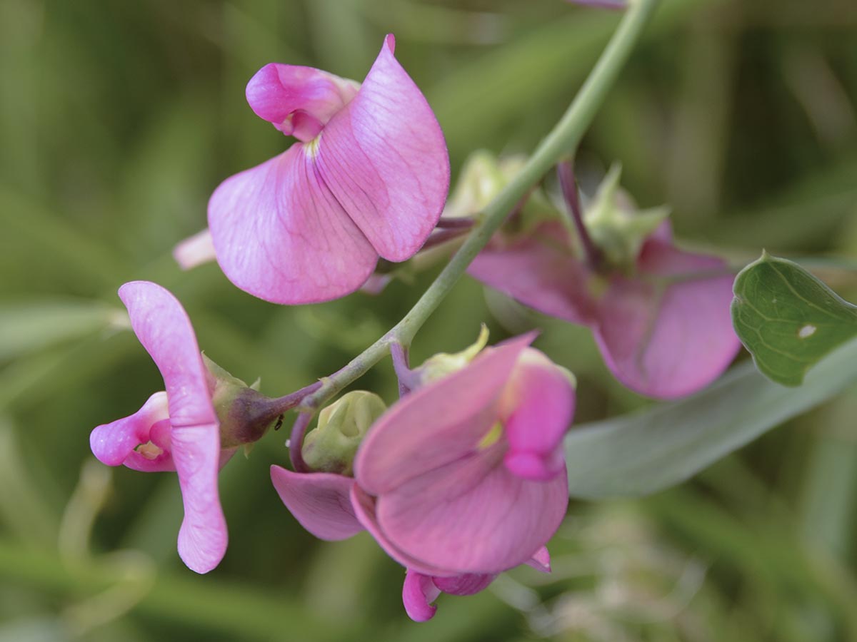 Lathyrus latifolius