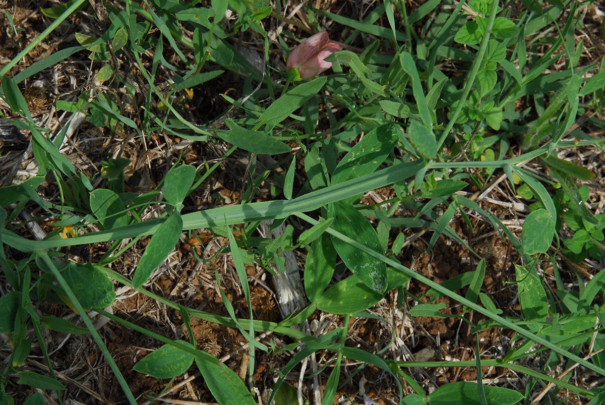 Lathyrus latifolius