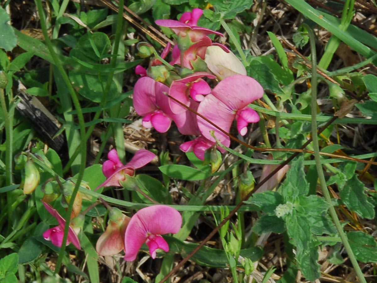 Lathyrus latifolius