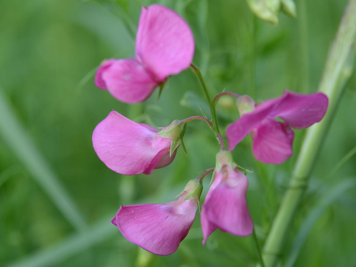 Lathyrus tuberosus