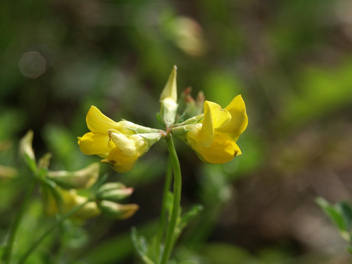 Lotus corniculatus