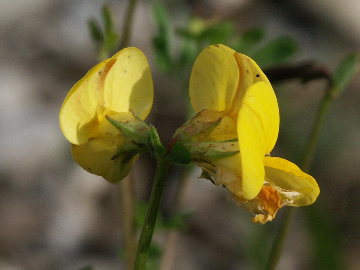 Lotus corniculatus