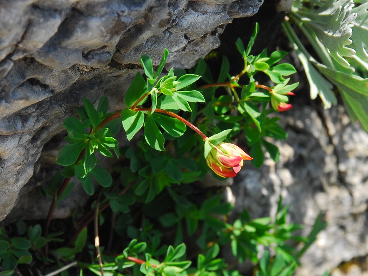 Lotus corniculatus