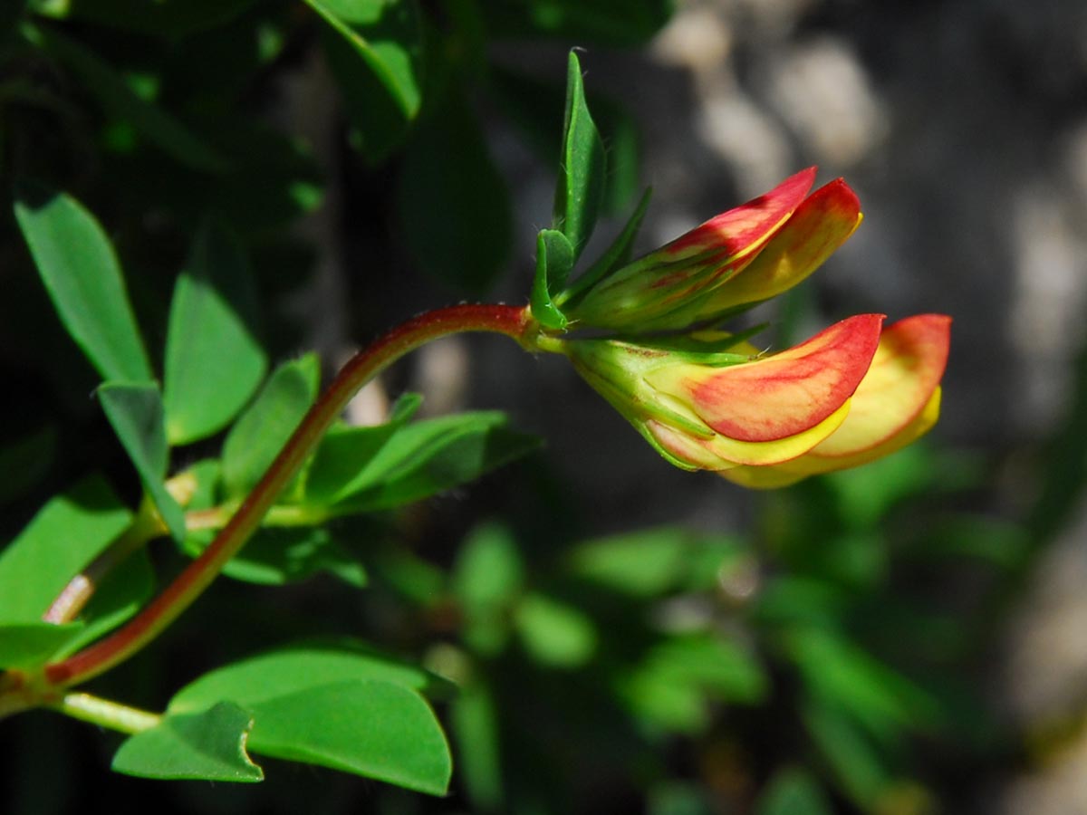 Lotus corniculatus