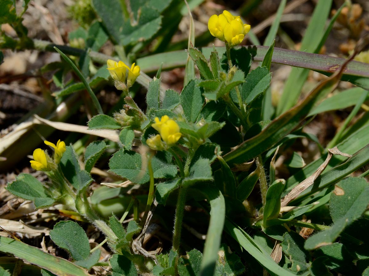 Medicago minima