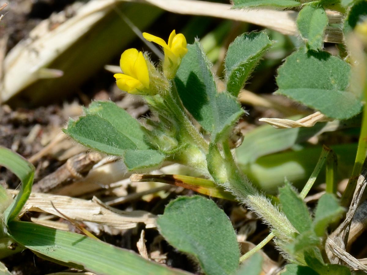 Medicago minima