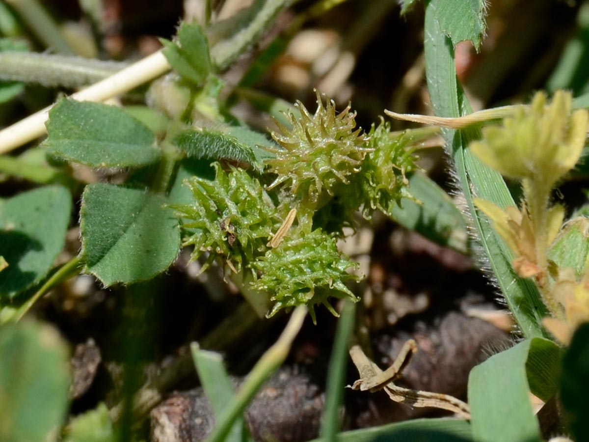 Medicago minima