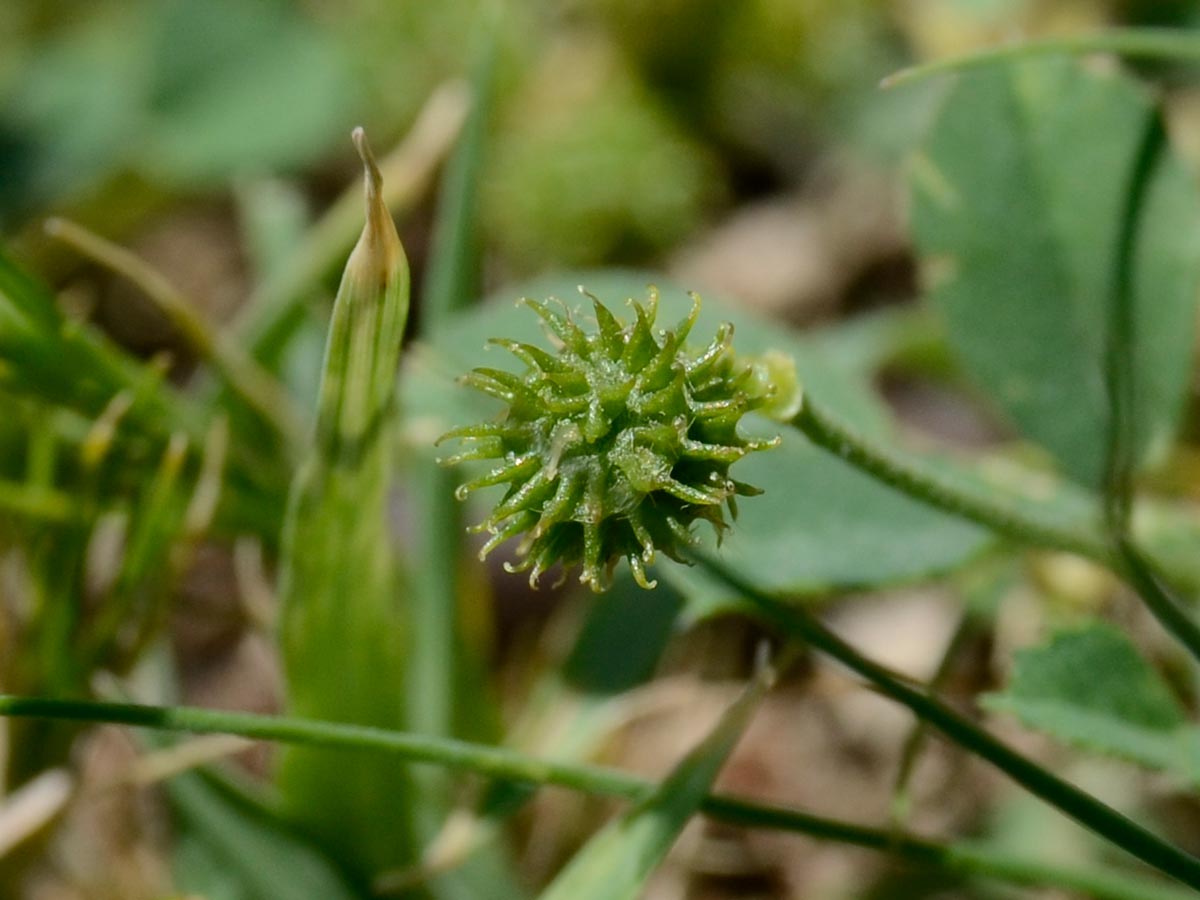 Medicago minima