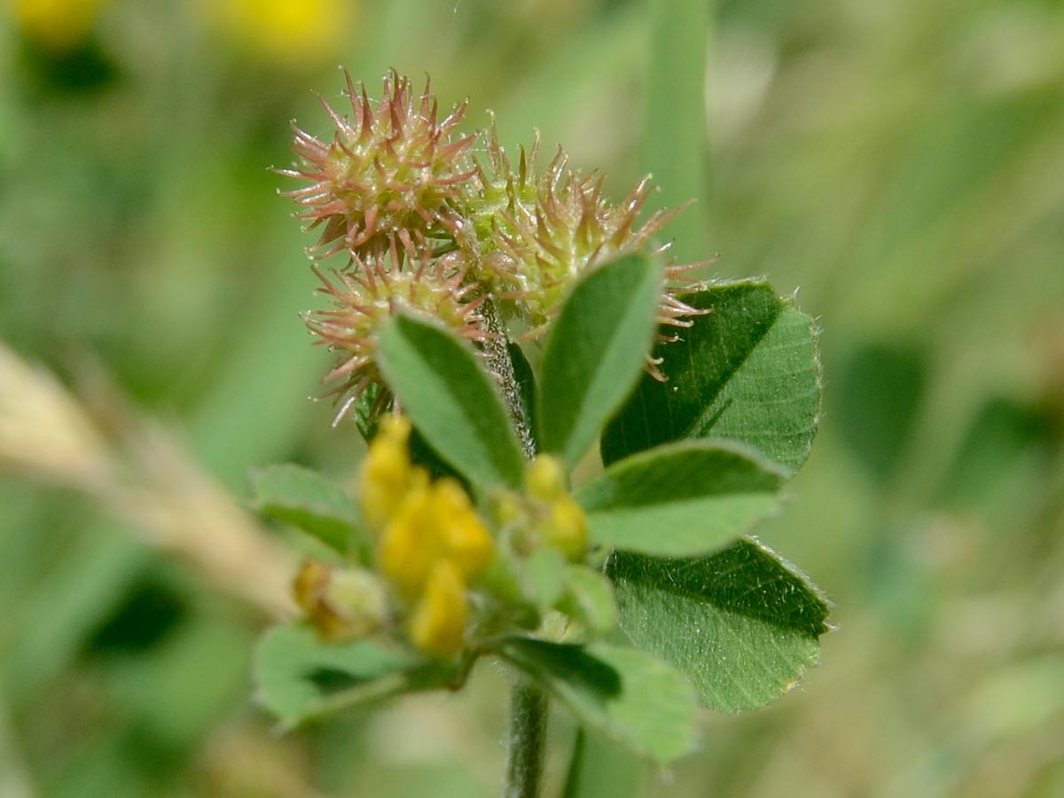 Medicago minima