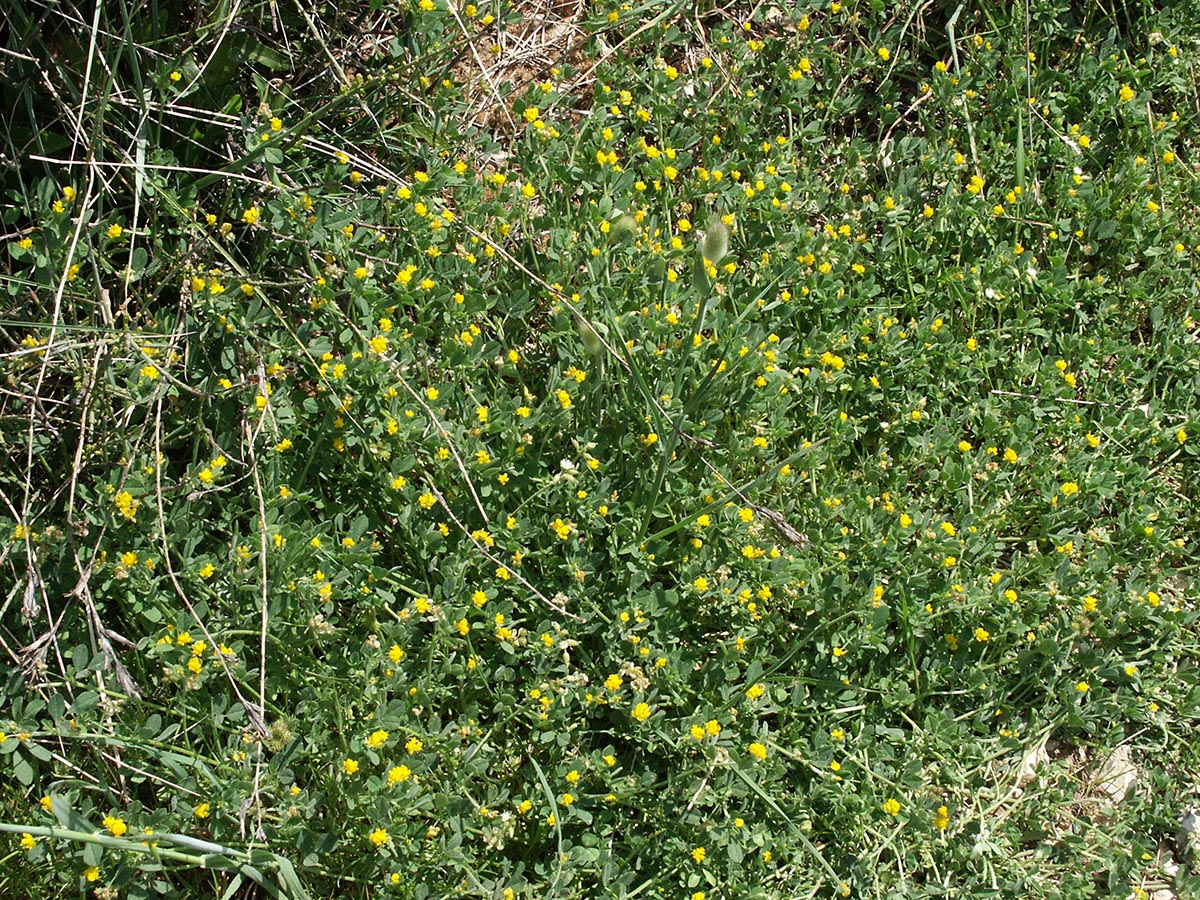 Medicago minima