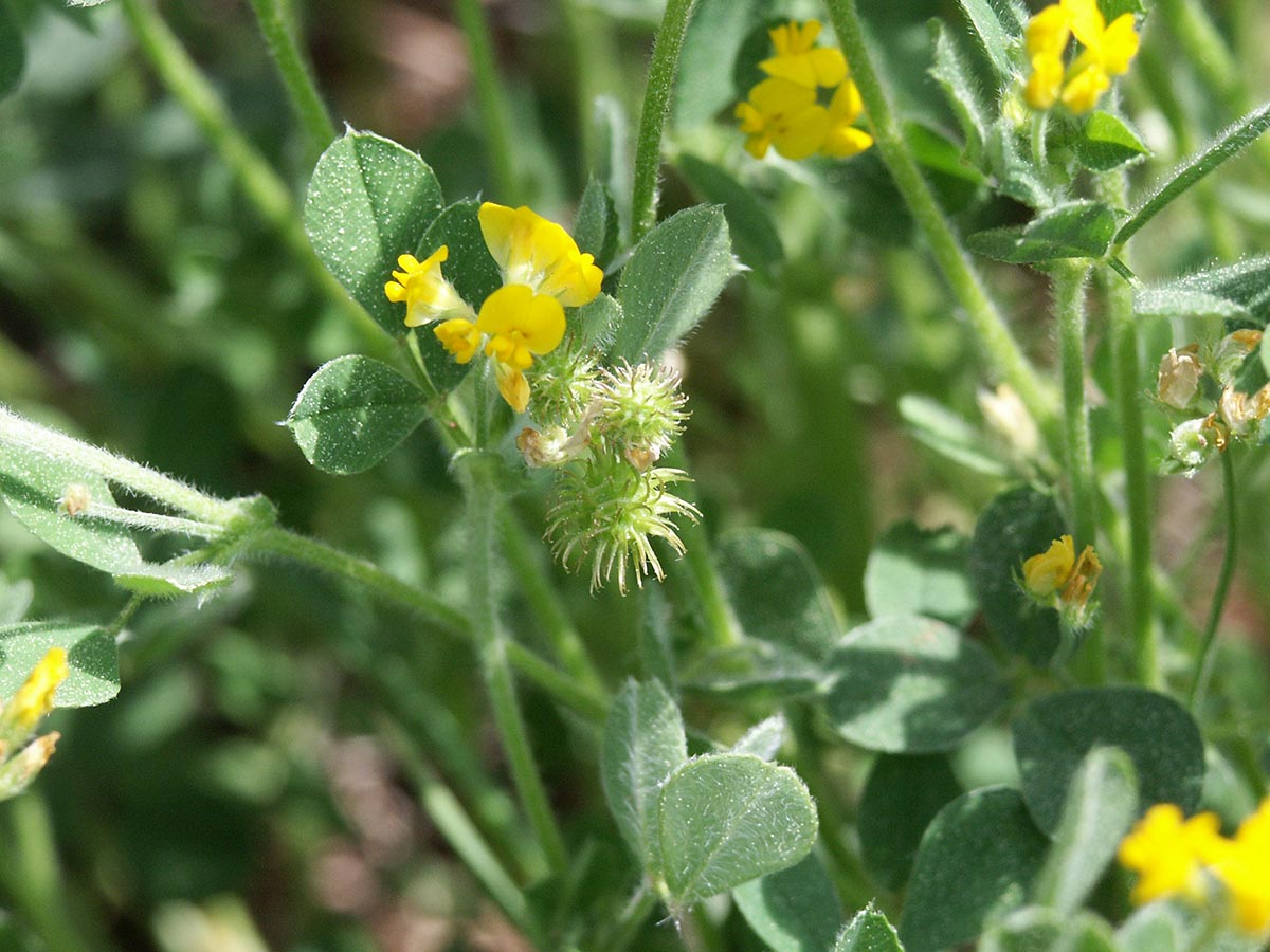 Medicago minima