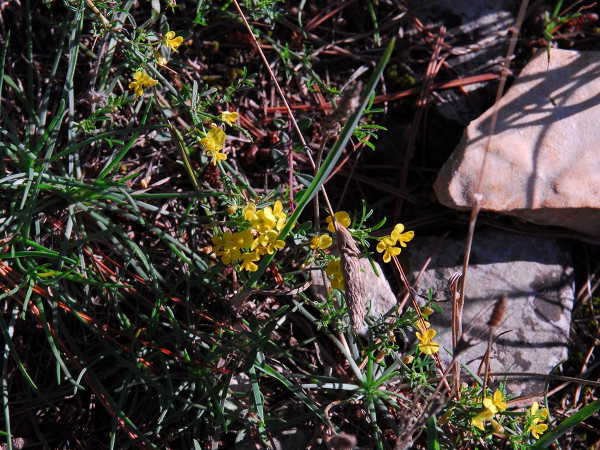 Medicago prostrata