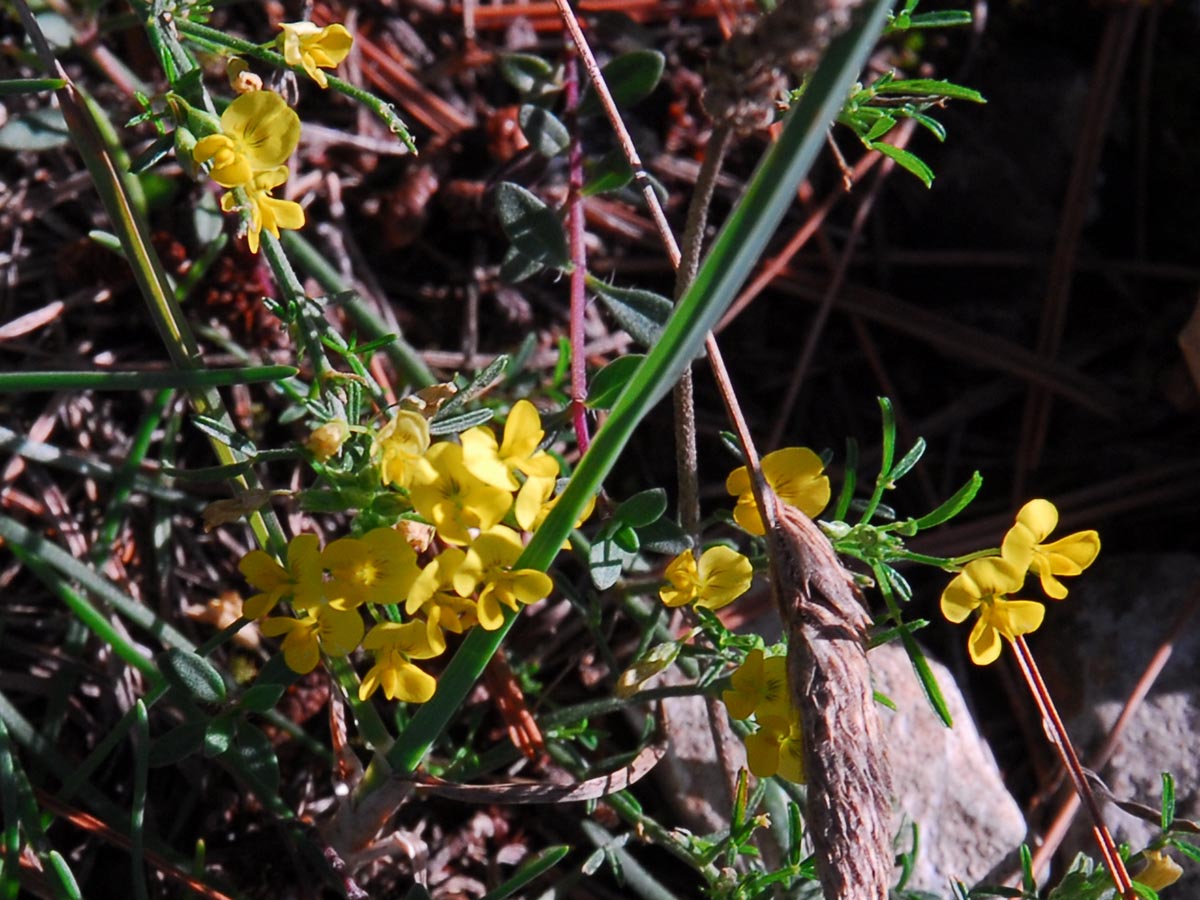 Medicago prostrata