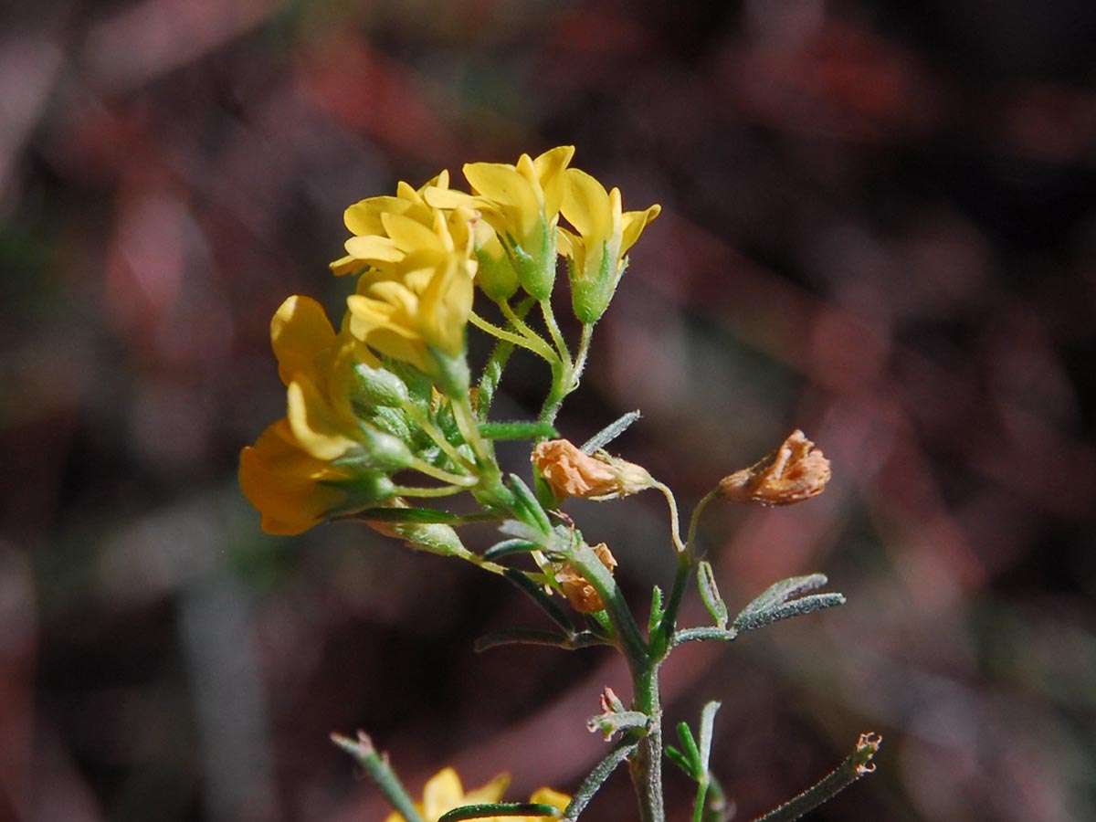 Medicago prostrata