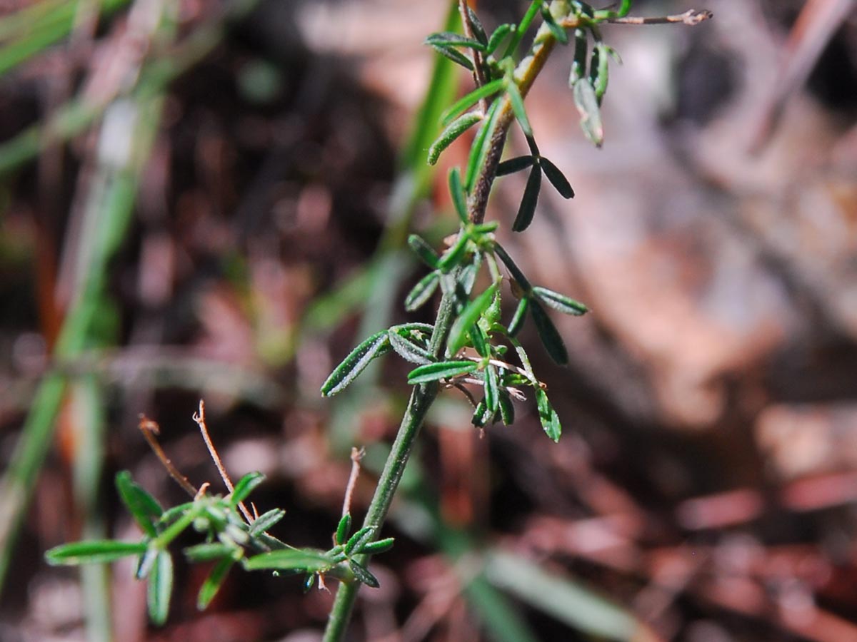 Medicago prostrata