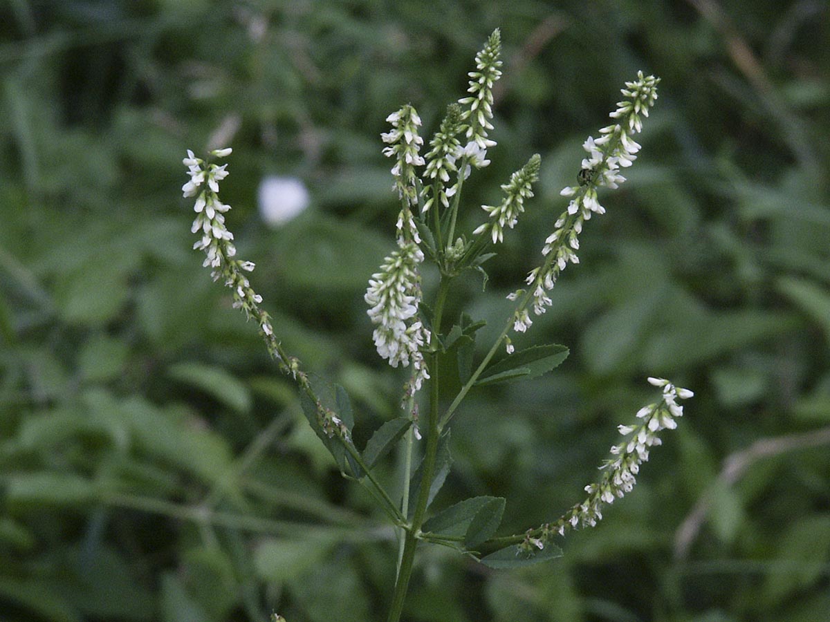 Melilotus albus