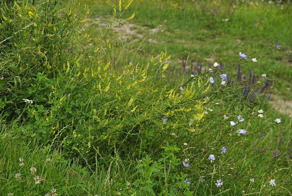 Melilotus officinalis