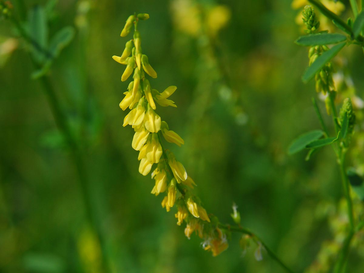 Melilotus officinalis