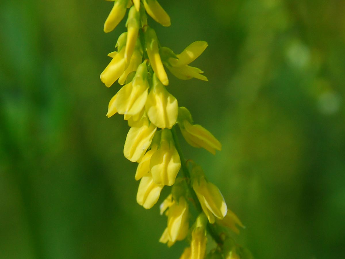 Melilotus officinalis