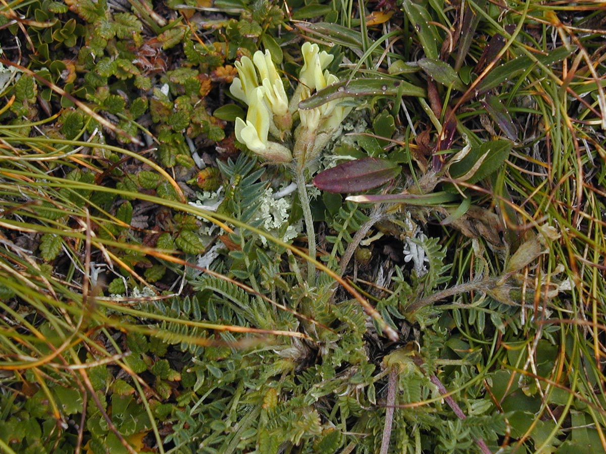 Oxytropis campestris