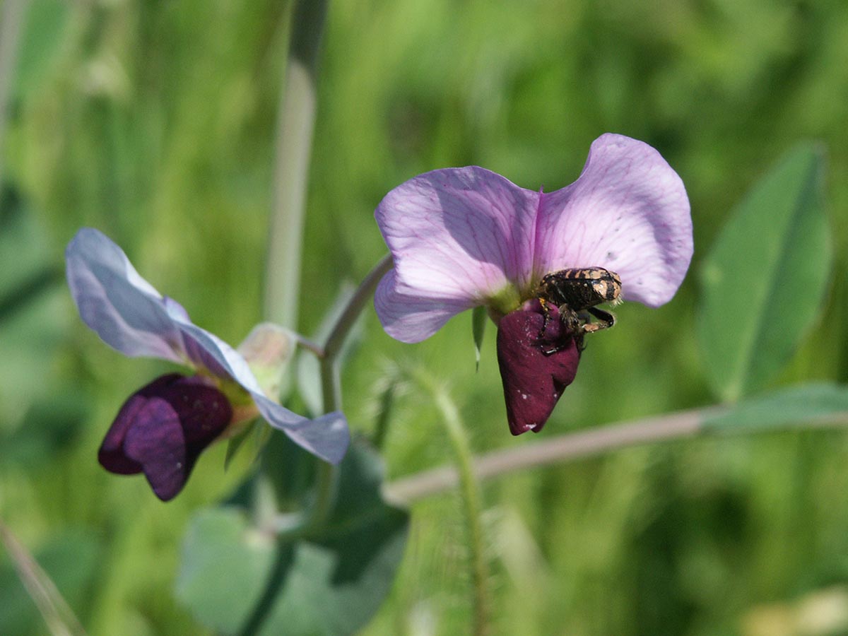 Pisum sativum ssp. biflorum