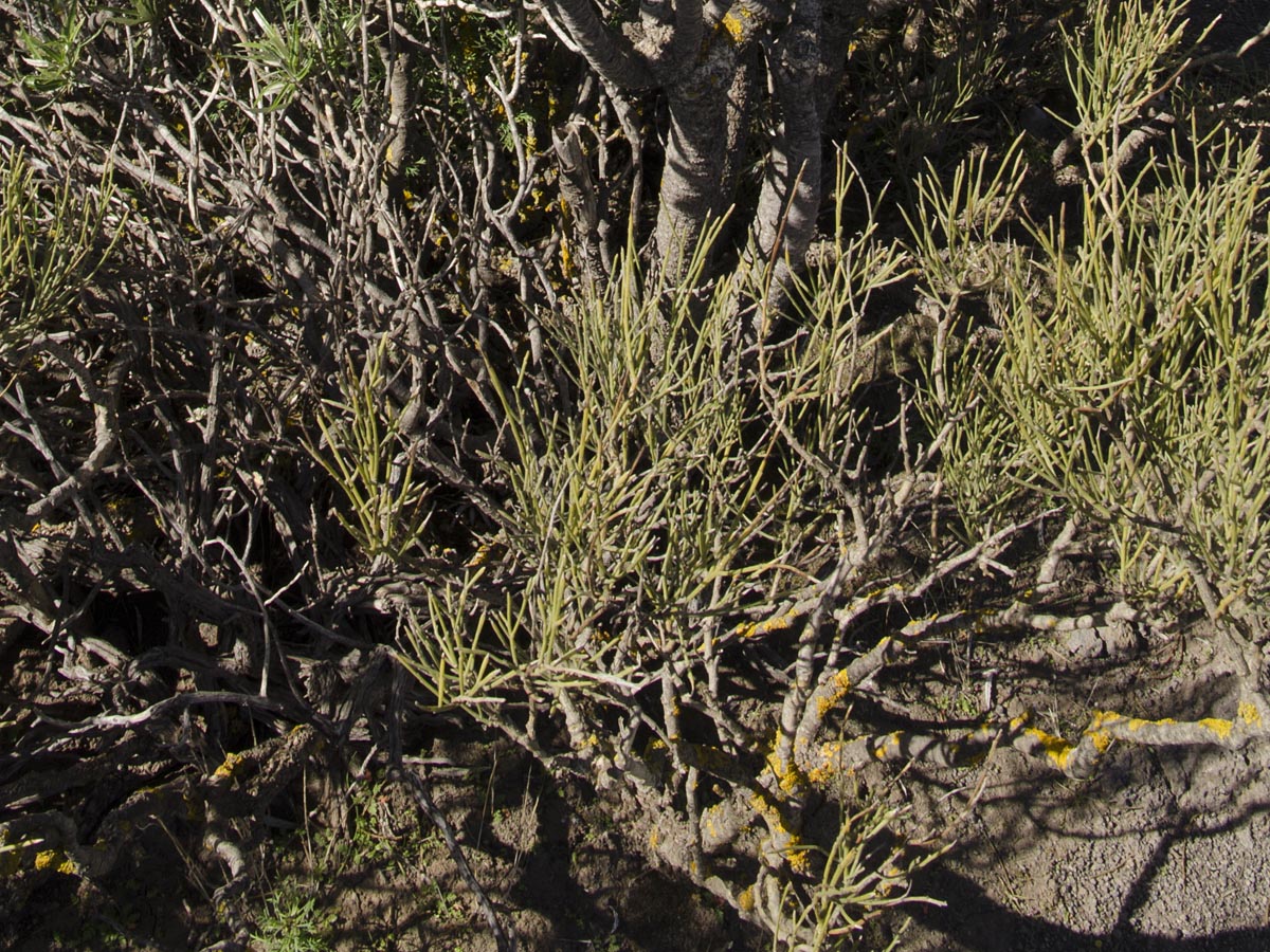 Retama rhodorhizoides
