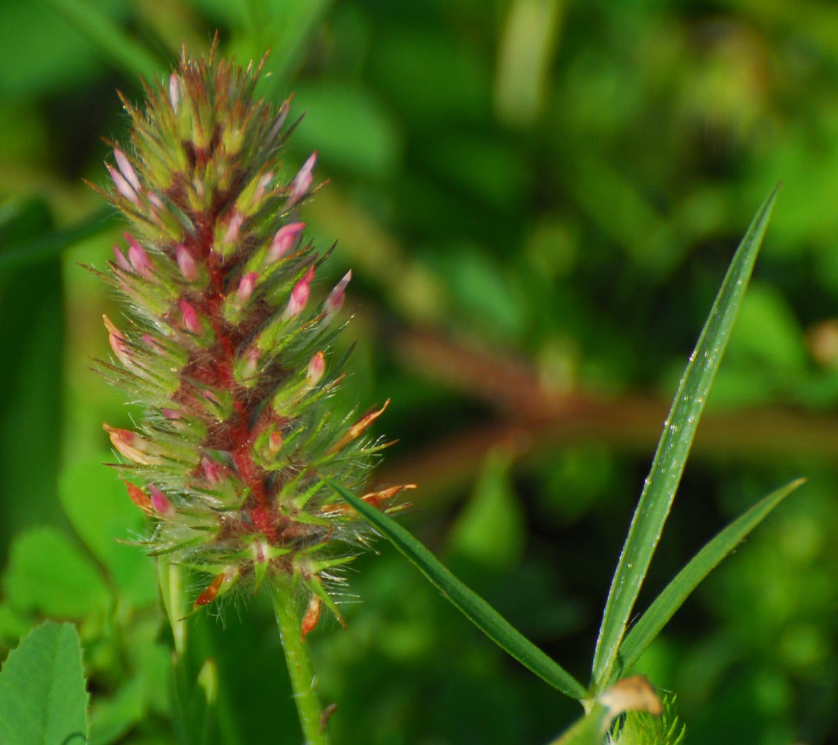 Trifolium angustifolium