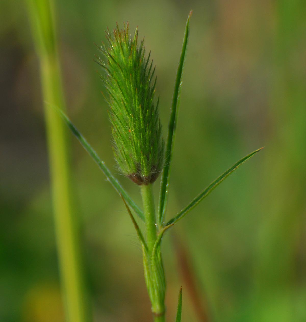 Trifolium angustifolium