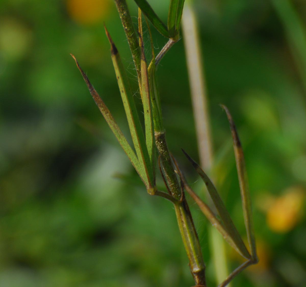 Trifolium angustifolium