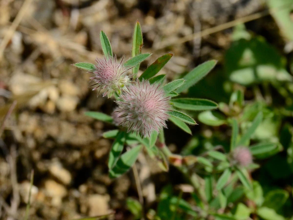 Trifolium arvense