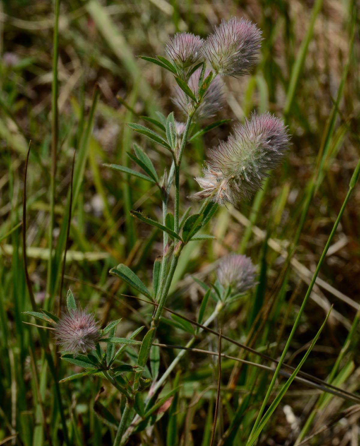 Trifolium arvense