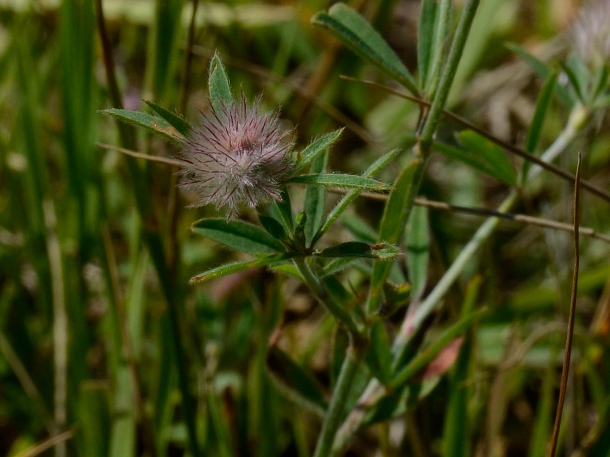 Trifolium arvense