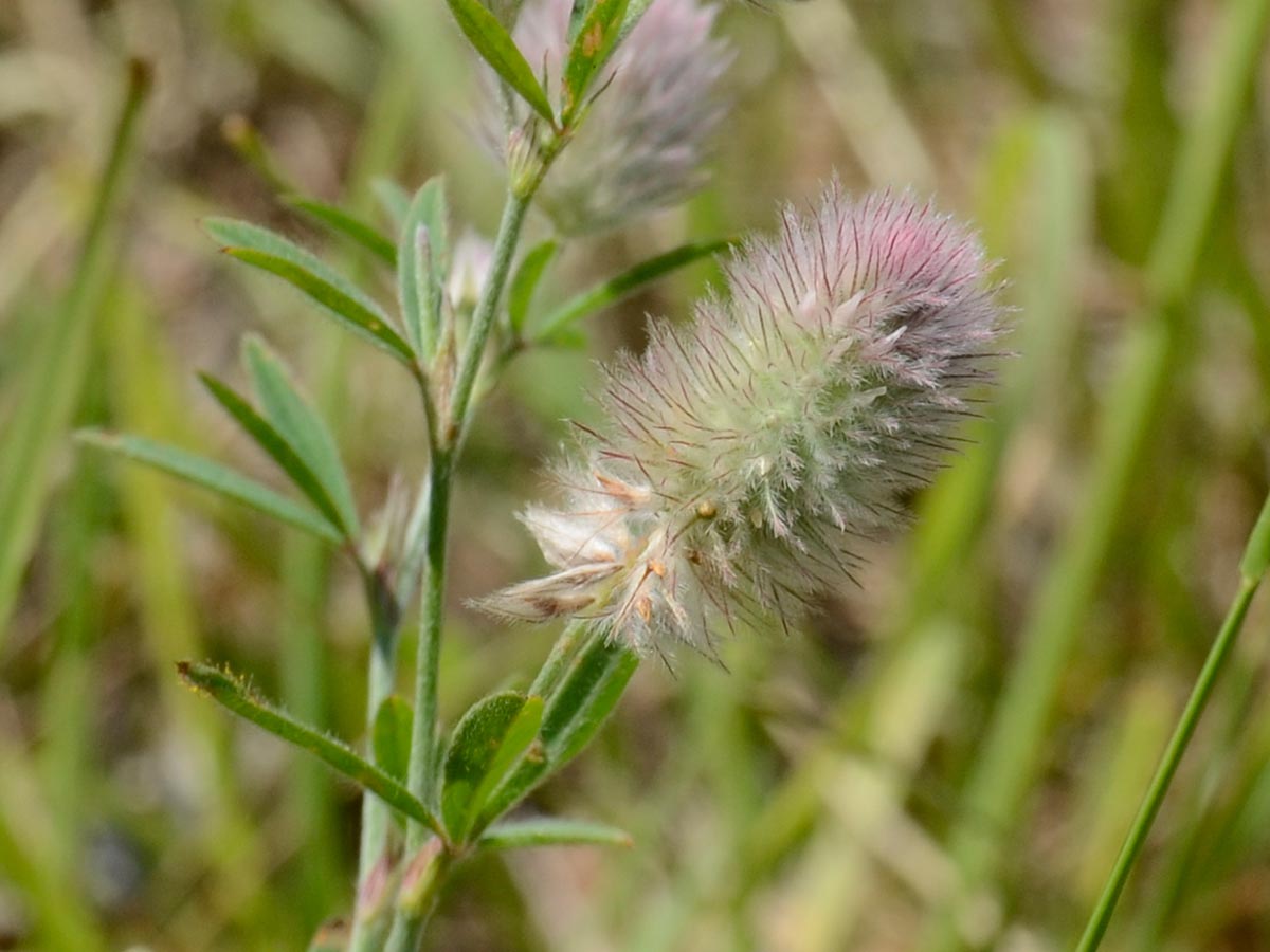 Trifolium arvense