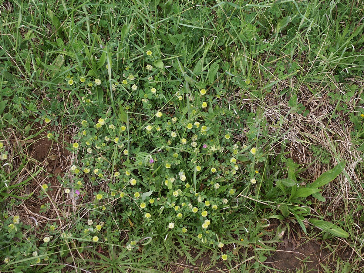 Trifolium campestre