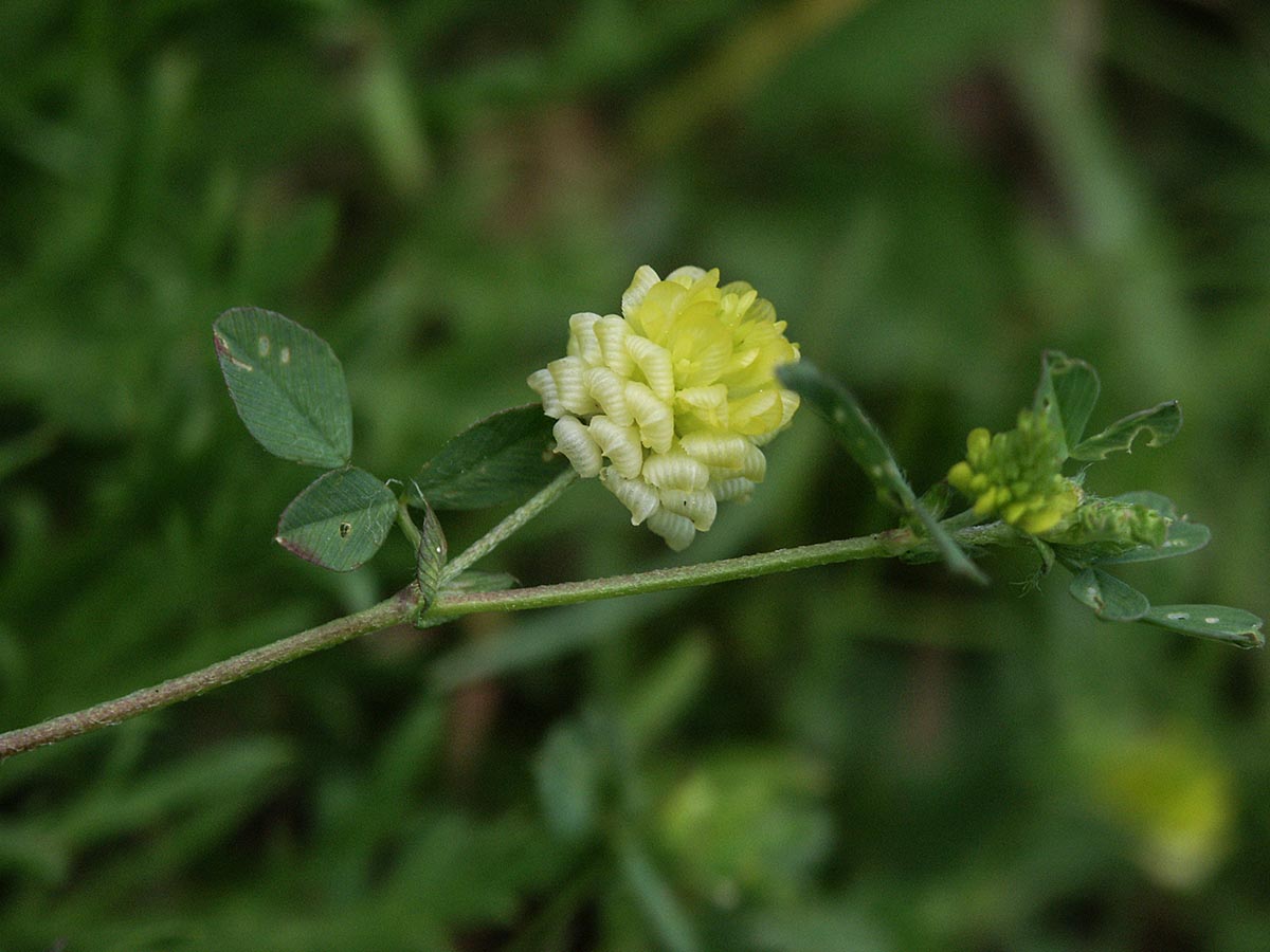 Trifolium campestre