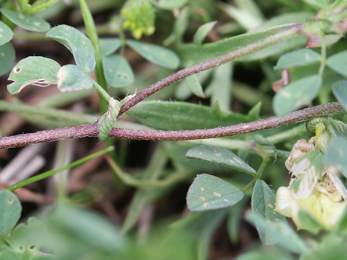 Trifolium campestre