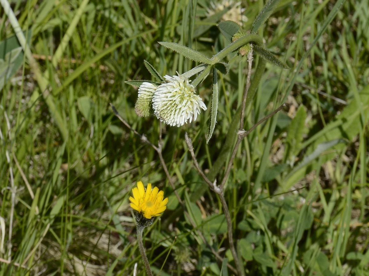 Trifolium montanum