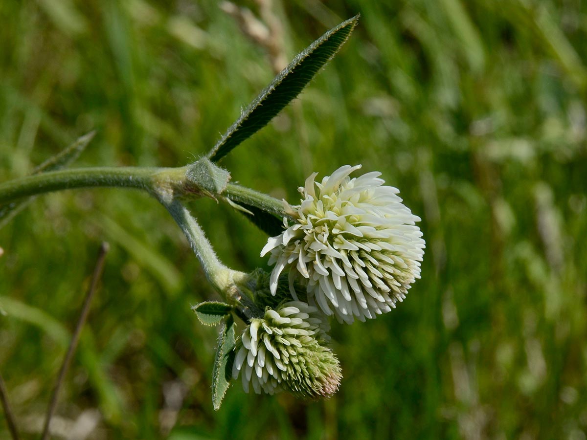 Trifolium montanum