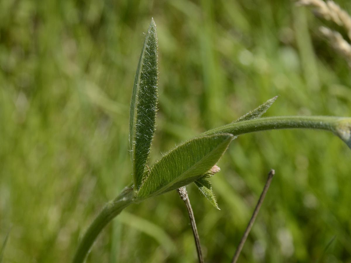 Trifolium montanum