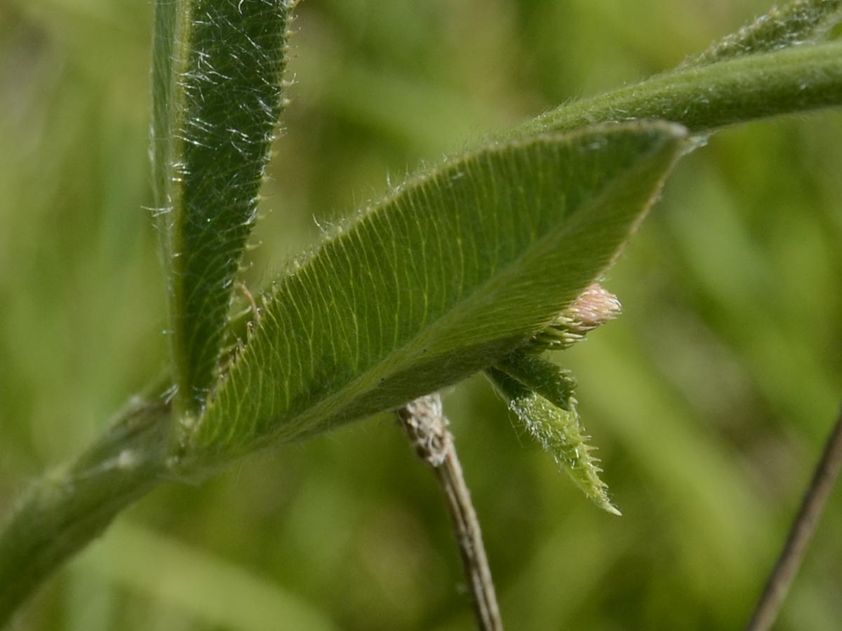 Trifolium montanum