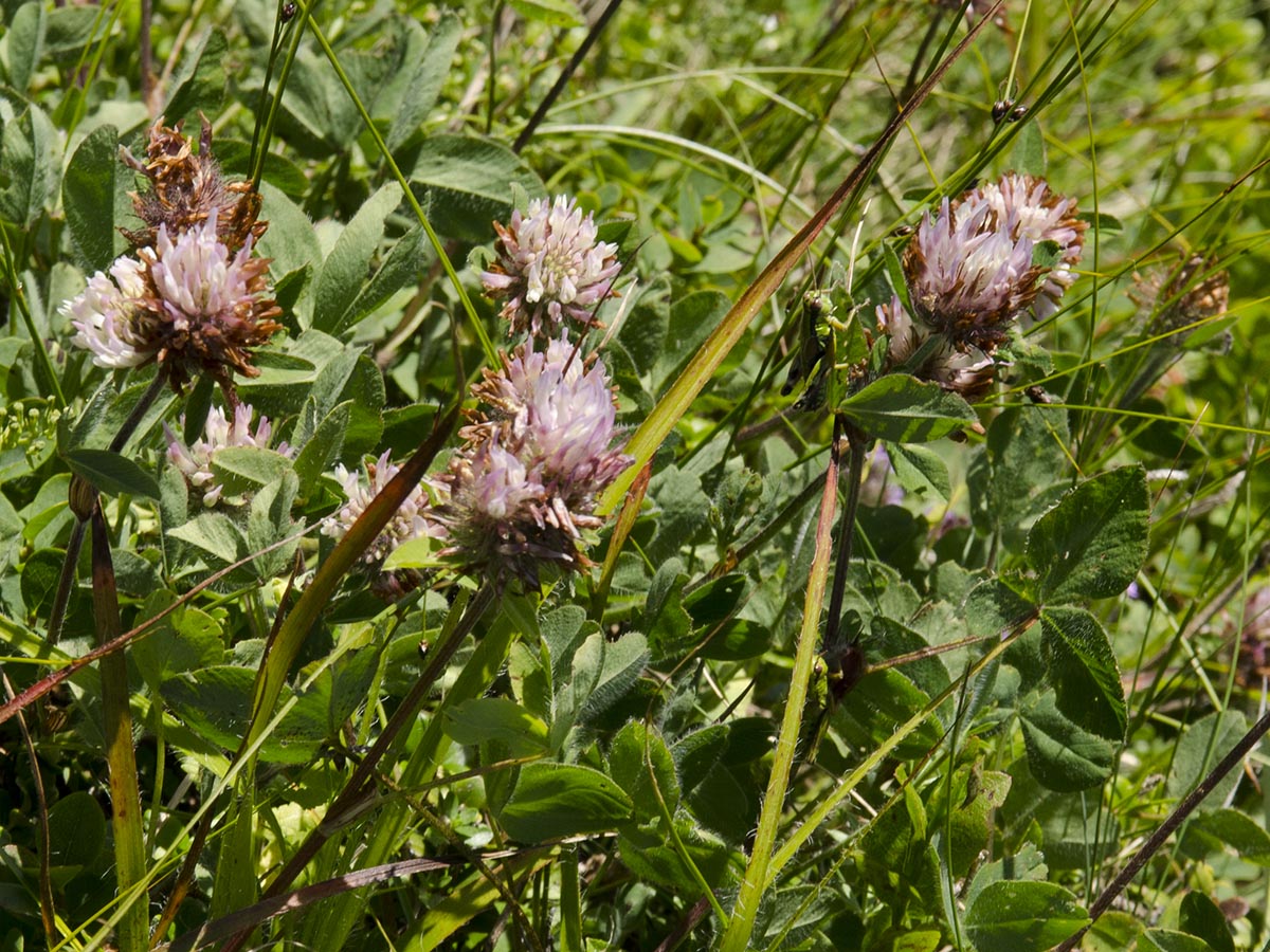 Trifolium pratense